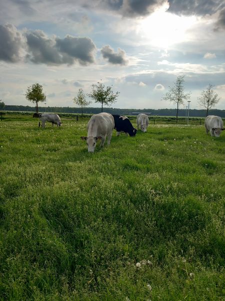 Camping Huijbergen