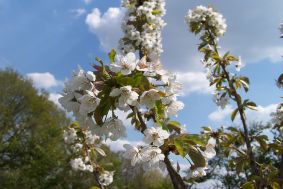 Camping Wouwse Plantage